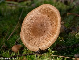 Tricholoma aurantium1030209