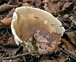 Tricholoma brown glabrous9855