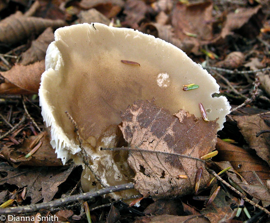 Tricholoma brown glabrous9855