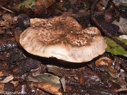 Tricholoma caligatum66741