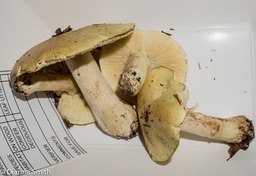 Tricholoma flavovirons02706