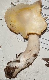 Tricholoma fumosolutium03234