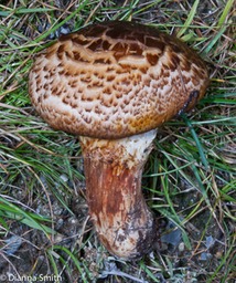 Tricholoma matsutake6633