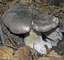 Tricholoma pullum 3842