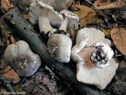 Tricholoma saponaceum2145