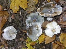Tricholoma saponaceum5146