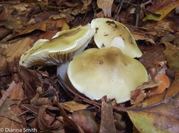 Tricholoma sejunctum 10050062