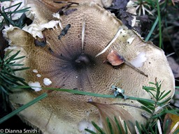 Tricholoma sejunctum1405_