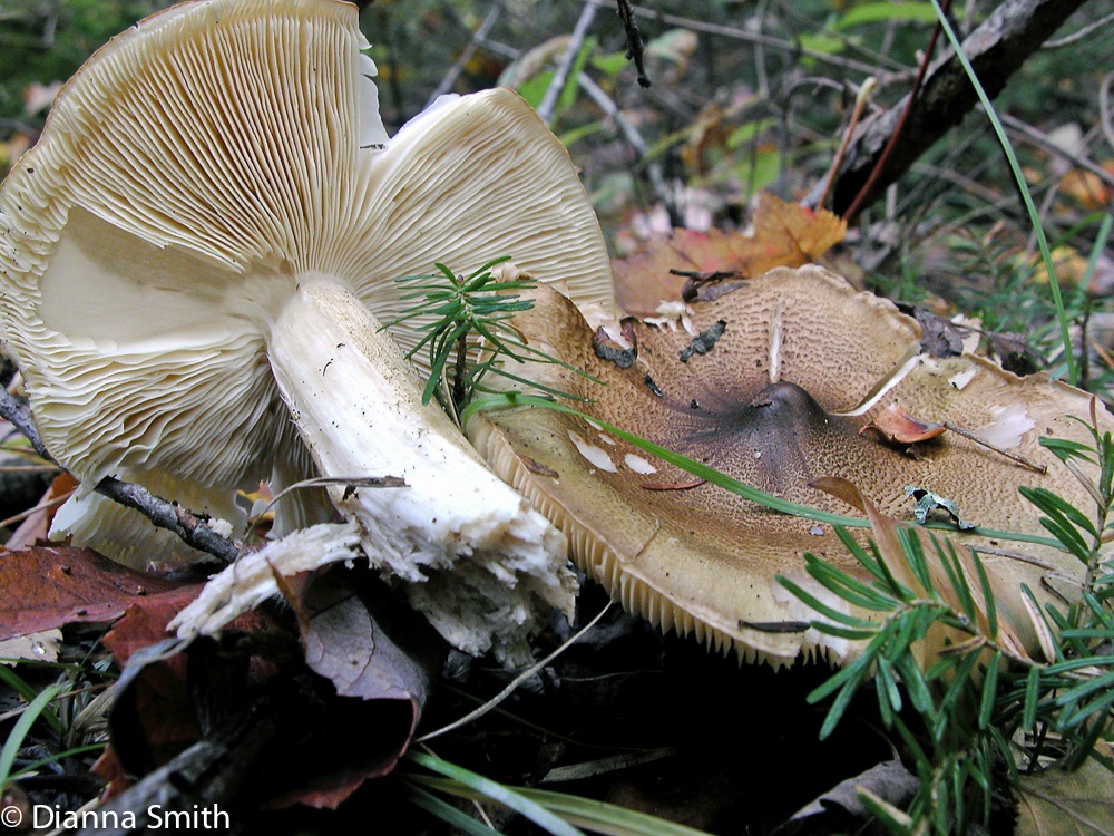 Tricholoma sejunctum1406