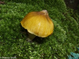 Tricholoma sejunctum6725