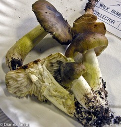 Tricholoma subluteum7798_edited