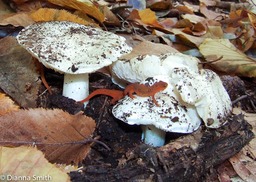 Tricholoma subrespendens & twonewts1090062