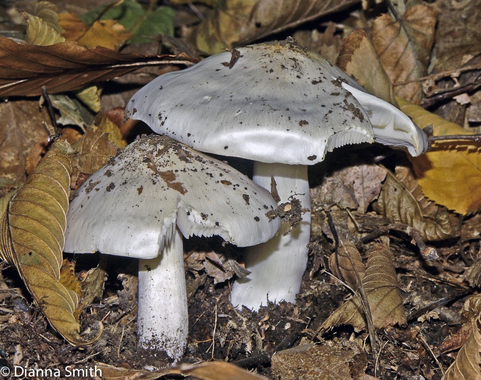 Melanoleuca subresplendens (Tricholoma subresplendens)3840
