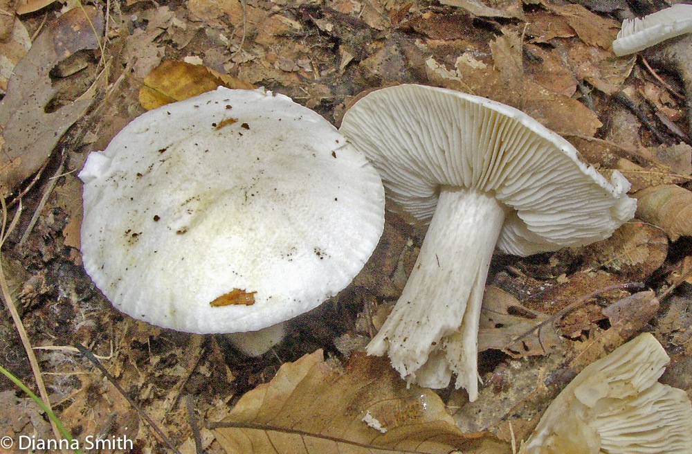 Melanoleuca subresplendens (Tricholoma subresplendens)4936