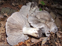 Tricholoma terreum or virgatum10030073