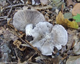 Tricholoma terreum or virgatum10030069