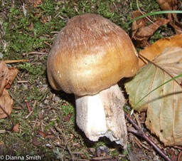 Tricholoma vaccinum09280018