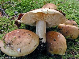 Tricholoma vaccinum