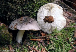 Tricholoma virgatum?9852
