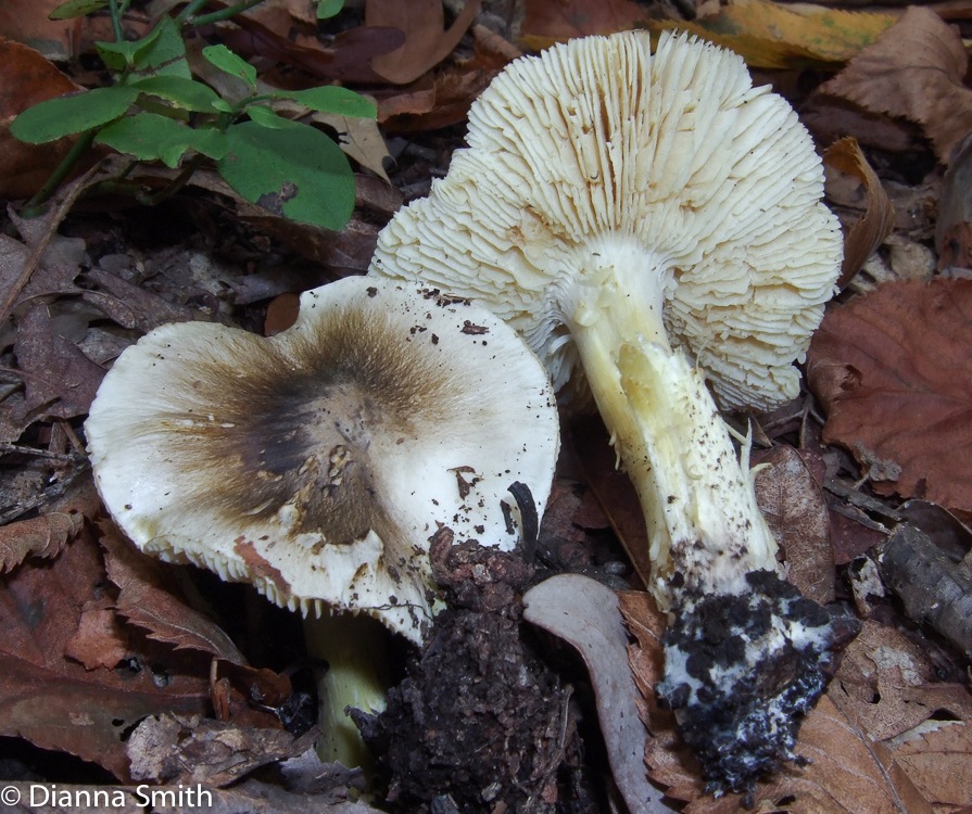 Tricholoma10030036