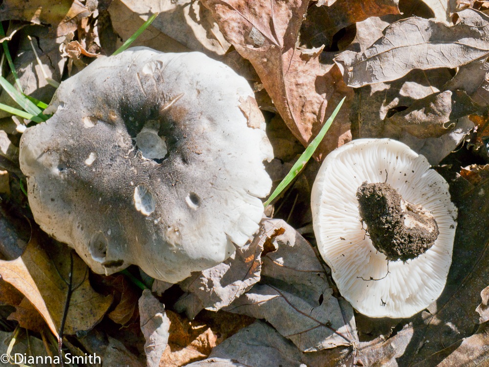 Tricholoma1030407
