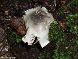 Tricholoma6688