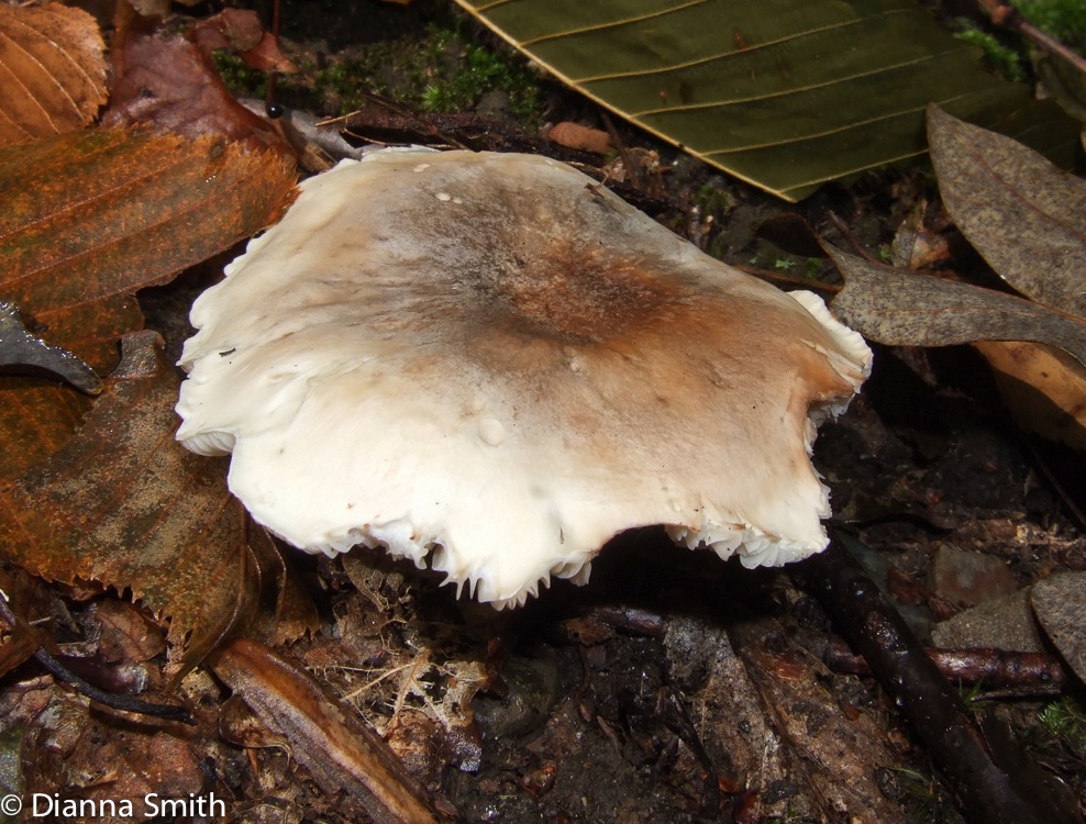 Tricholoma6773