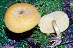 Tricholomopsis decora02706