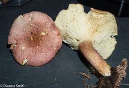 Tricholomopsis rutilans01888