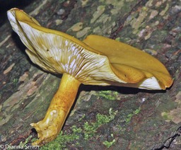 Tricholomopsis sulphureoides3483