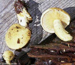 Tricholomopsis sulphureoides3366