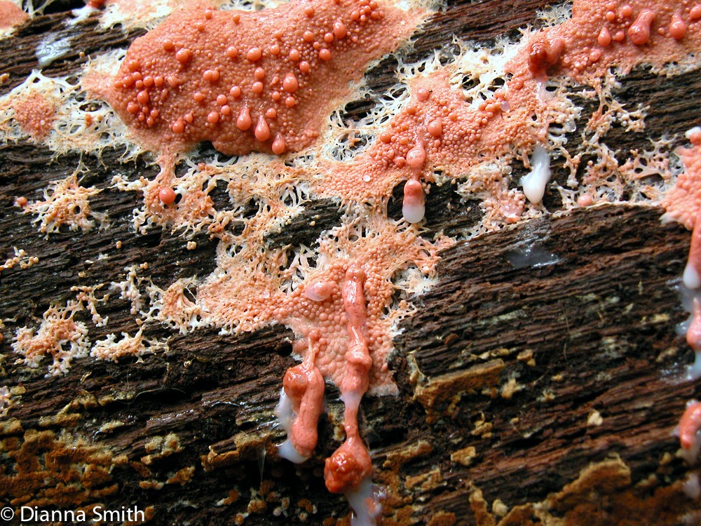 Tubifera ferruginosa9465