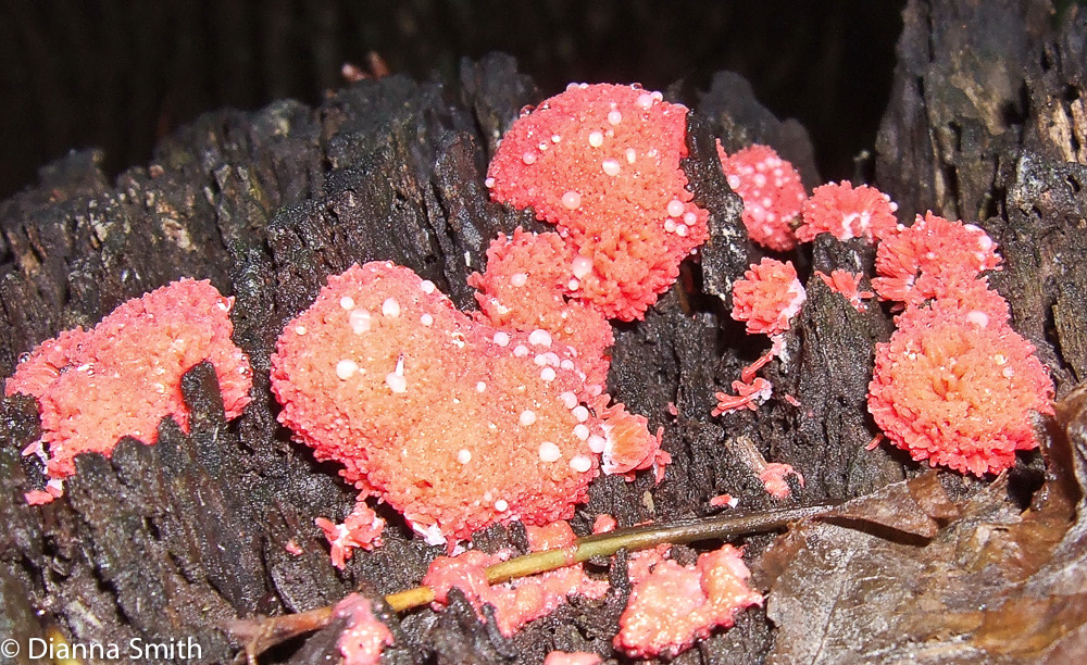 Tubifera feruginosa1634