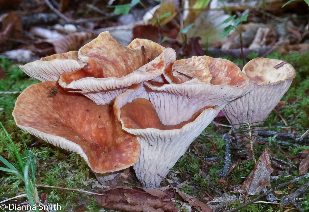Turbinellus floccosus, Gomphus floccosus1020526