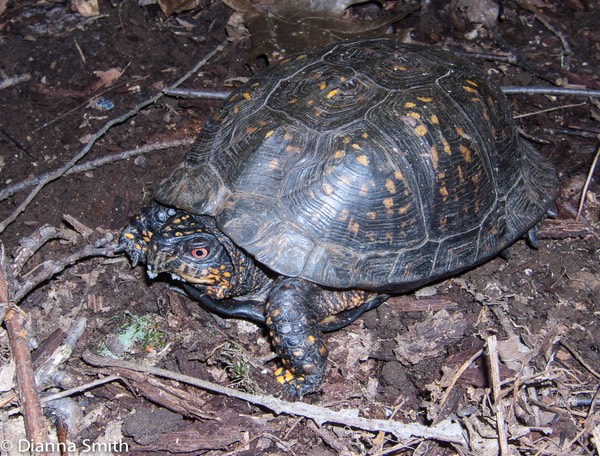 Turtle eating Russula3213