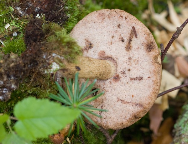 Tylopilus felleus 3444