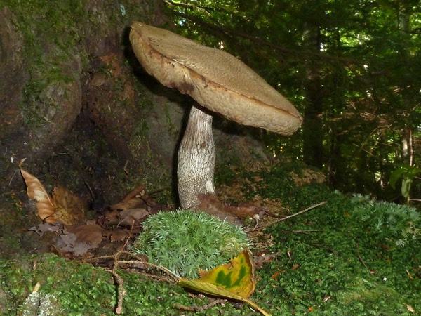 Tylopilus felleus1010147