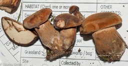 Tylopilus ferrugineus03292