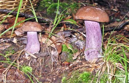 Tylopilus plumbeoviolaceus1120