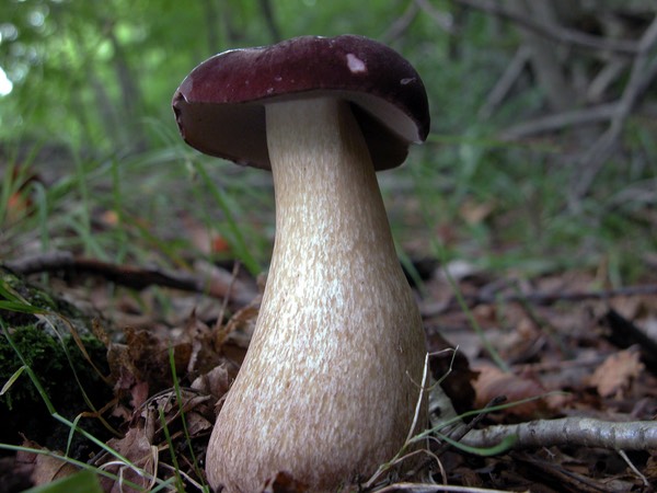 Tylopilus plumbeoviolaceus mb6077