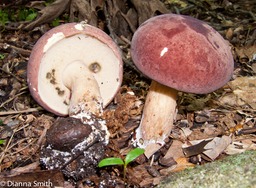 Tylopilus rubrobrunneus3168