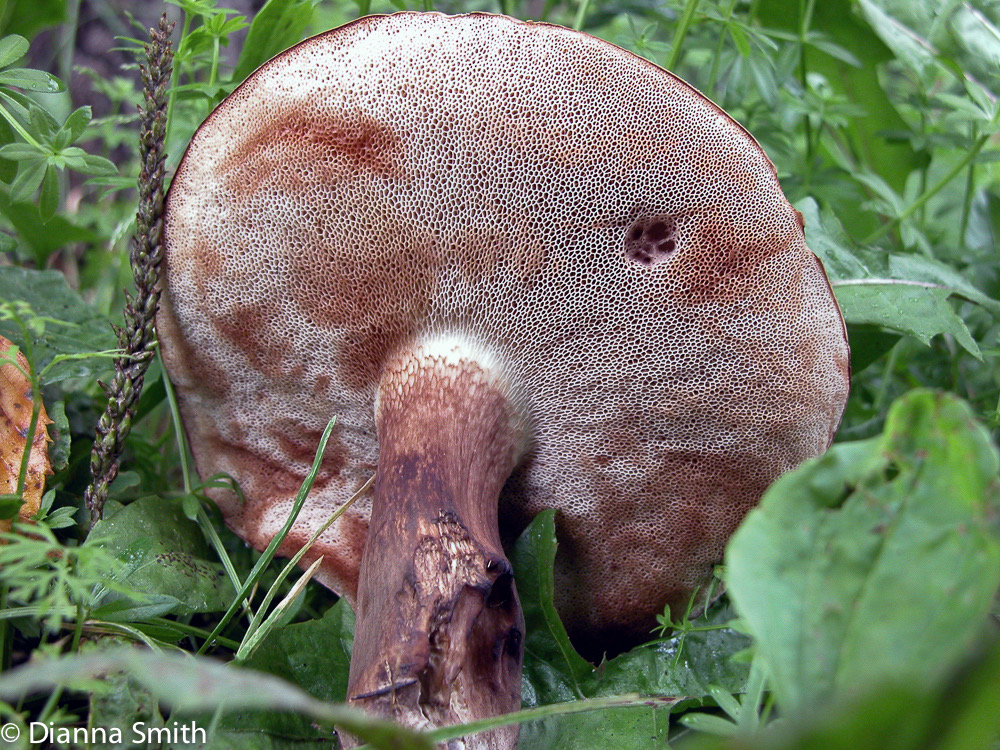 Tylopilus rubrobrunneus 6363