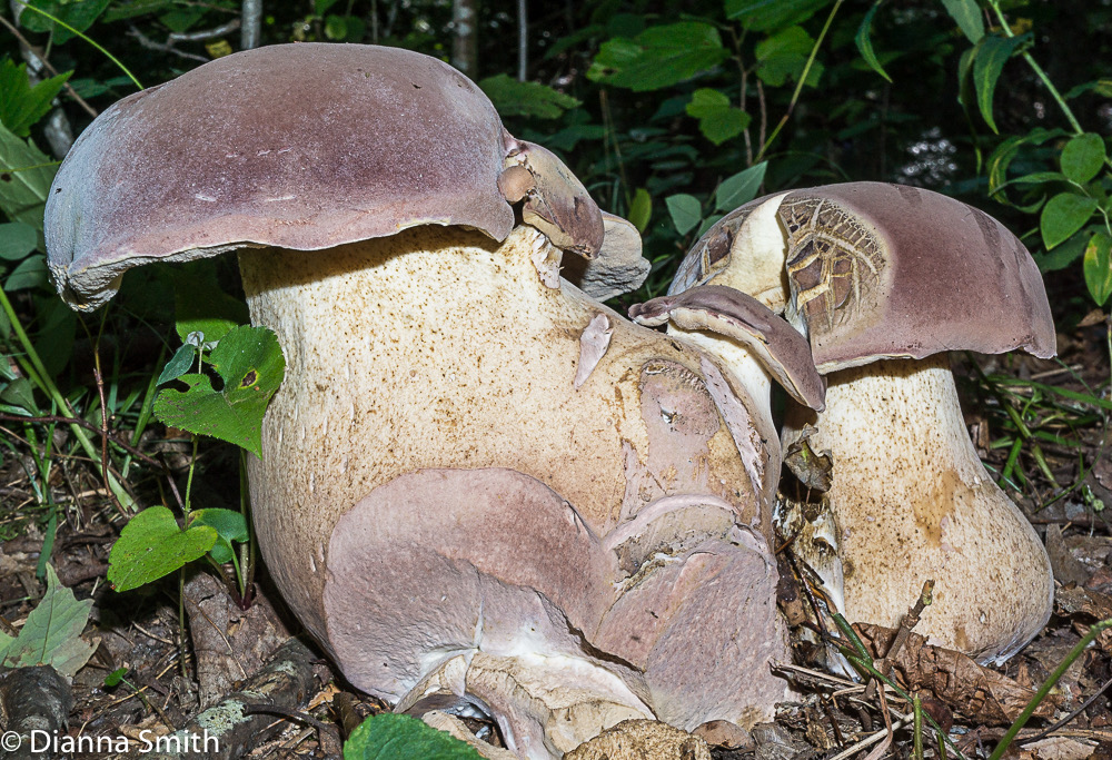 Tylopilus rubrobrunneus 06801