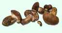 Tylopilus variobrunneus 3454