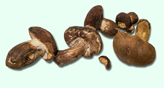 Tylopilus variobrunneus 3454