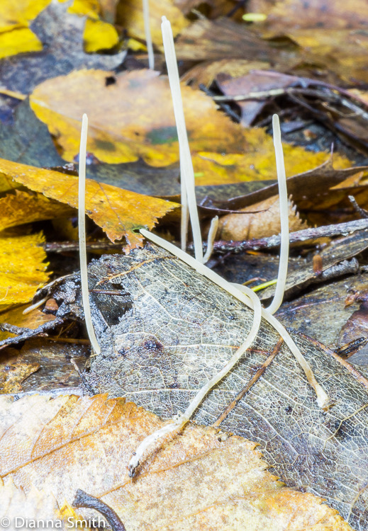 Typhula sp.03930