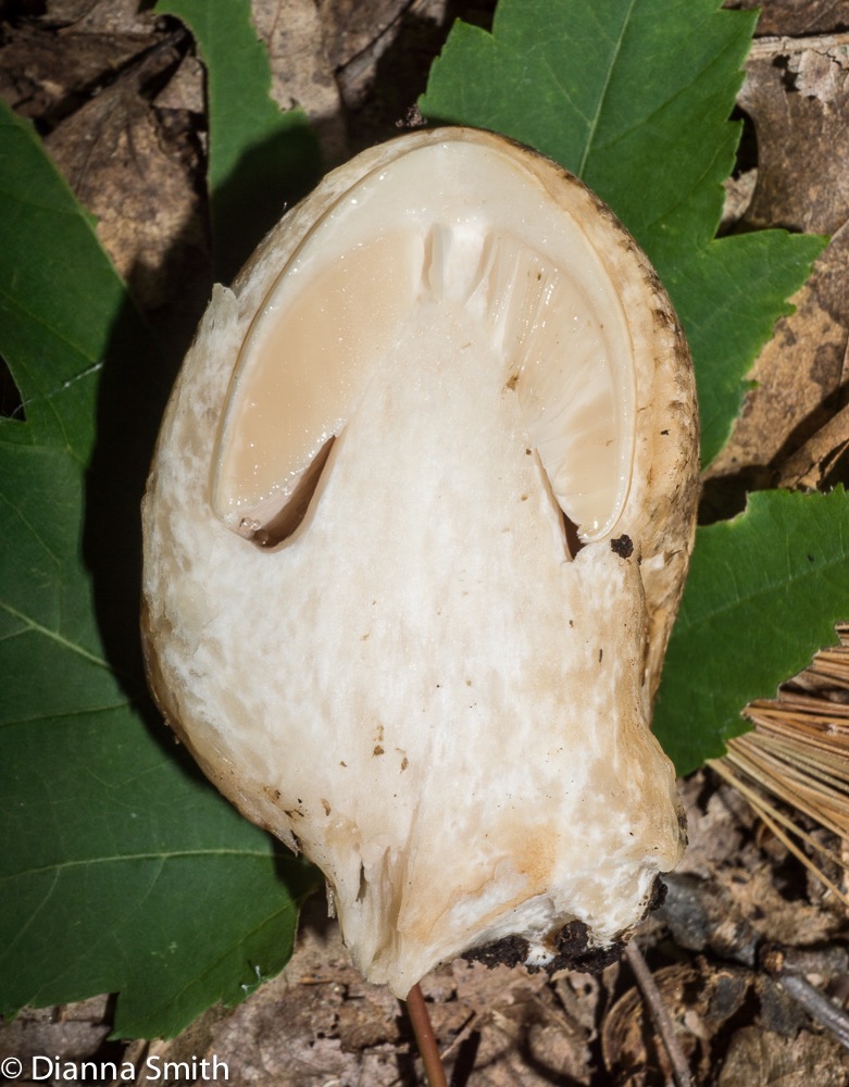 Volvaria bombycina 04503