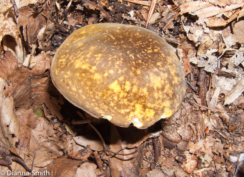 Xanthoconium affine var. maculosus2895