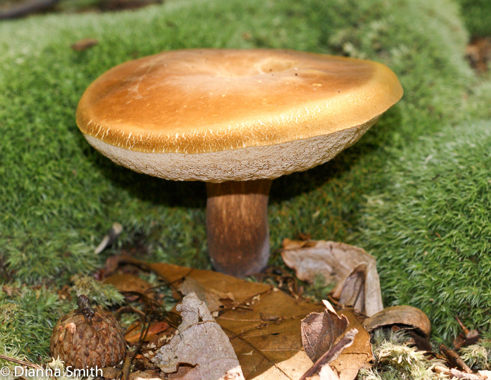 Xanthoconium (Boletus) affinis00633