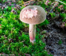 Xerocomellus chrysenteron 04025